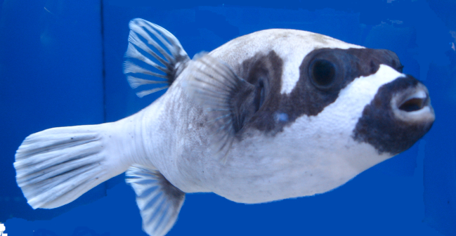  Arothron diadematus (Masked Pufferfish, Panda Pufferfish)